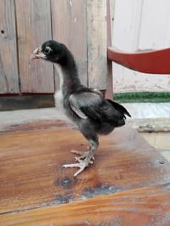 Shamo Thai chicks