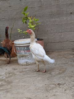 ایک