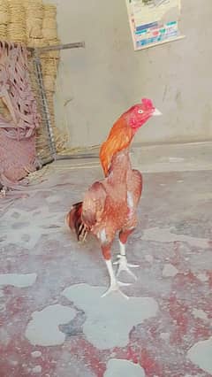 Aseel