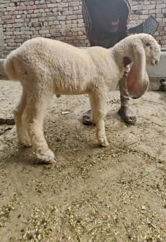 3 month pure kajla 5 nishan