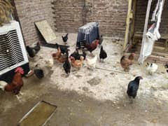 GOLDEN MISRI. ASTERLOOP LOHMAN BROWN 3 MALE 24 FEMALES