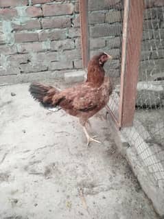 mianwali aseel female hen