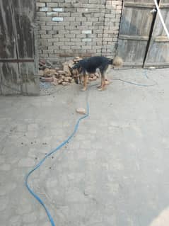 female German shepherds cross