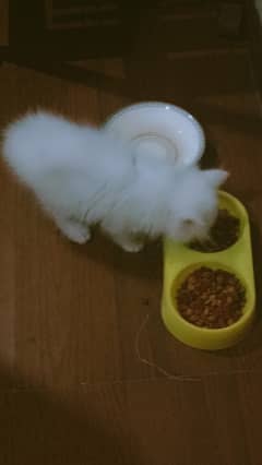 Persian white double coated male | 3- months old | littered trained