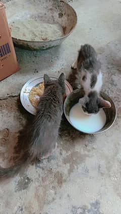 Beautiful cats pair