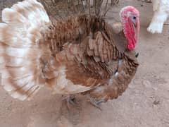 turkey