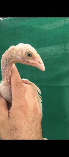 Heera chicks