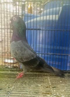 indian nella kamagar male for sale