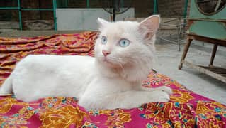 pershion blue eye male