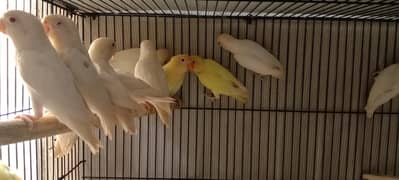 Albino Red Eyes Parblue Blue Fisher Lovebirds Available