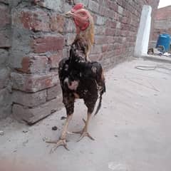 age 1 year ha murgi anda da rahi ha