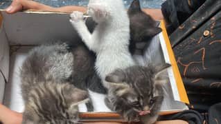 Persian kittens tripal coat