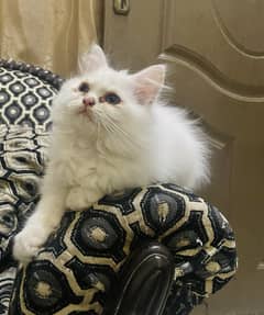 Persian