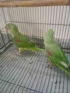 raw baby pair for sale gujrat city
