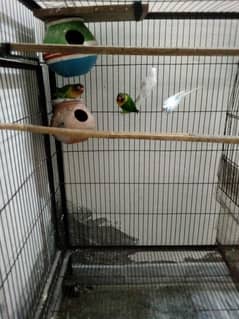 love birds. budgies . and cage for sale