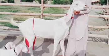 2 bacchon wale bakri for sale call 03460421993