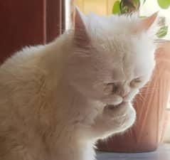 cat for sale