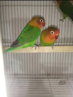 fisher breeder pair hai urgent sale
