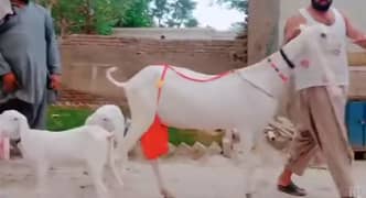 3 Bacchon Ka Sath Rajanpuri Bakri For Sale Call me,,+03228068296