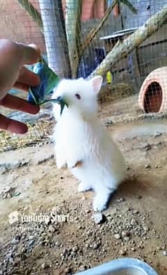 Angora bunnies