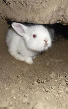 Angora