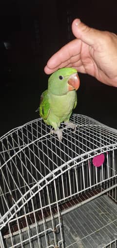 handtame