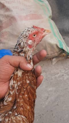 aseel