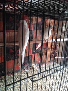 birds