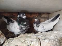 breeder pair 9 piece