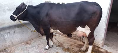 jursey cow for sale 2st timer