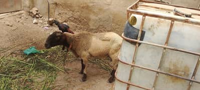sheep