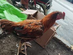 heera asal seek