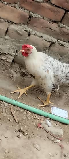 Pure