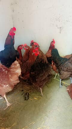 desi murgia for sale