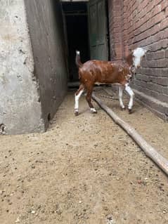 donda ha  barbara whats ap per rabita kar sakty ha video ky liye