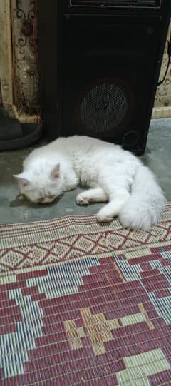 Persian 6 month semi punch face kitten available for sale