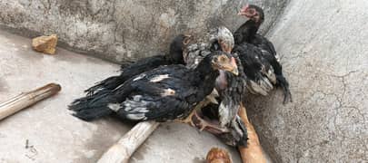 aseel chicks for sale