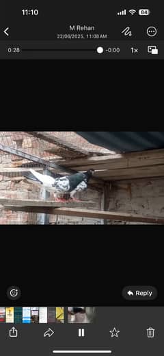 Pigeons for sale pair