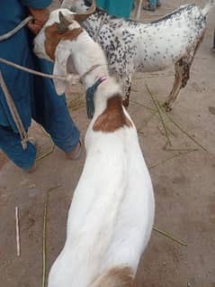 Qurbani 2026( 03122741593)