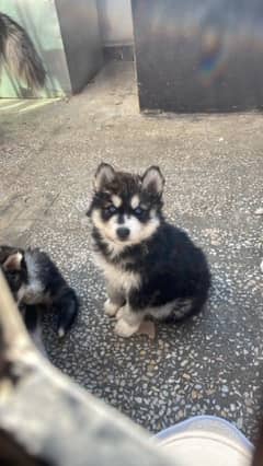 Siberian