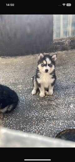 Siberian husky puppies