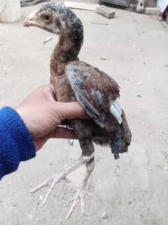 pure mianwali Aseel