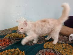 urgent for sale