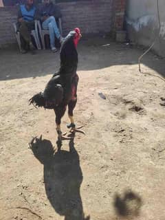 Thai Aseel  / Pakistani Aseel / King Shamo / Aseel for sale / murga