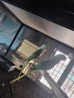 Raw bounded pair female talking