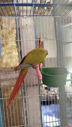 sun conure