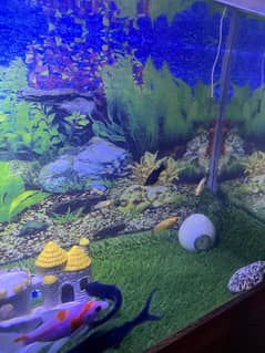 Molly fishes adults