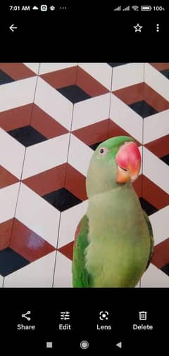 Raw talking parrot  healthy and active age 3.5 year