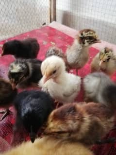 Desi chicks 6 days old