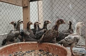 Homebreed Aseel Chicks Available 03429073705